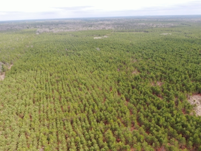 80± acre timber tract in the heart of northern Adams County - image 18