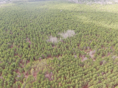 80± acre timber tract in the heart of northern Adams County - image 28