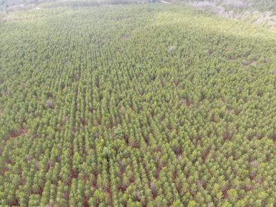 80± acre timber tract in the heart of northern Adams County - image 29