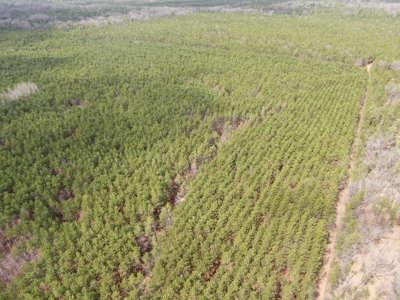 80± acre timber tract in the heart of northern Adams County - image 25