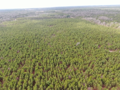 80± acre timber tract in the heart of northern Adams County - image 30