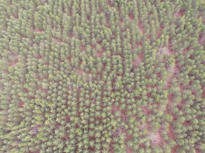 80± acre timber tract in the heart of northern Adams County - image 6