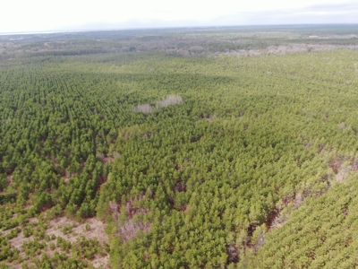 80± acre timber tract in the heart of northern Adams County - image 26