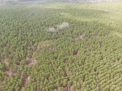 80± acre timber tract in the heart of northern Adams County - image 27