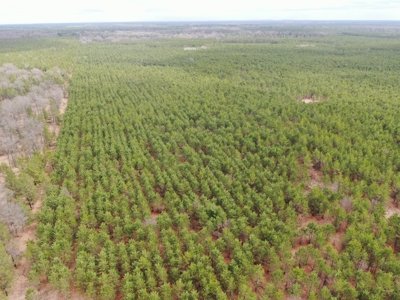 80± acre timber tract in the heart of northern Adams County - image 4