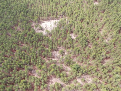 80± acre timber tract in the heart of northern Adams County - image 9