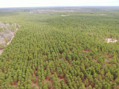 80± acre timber tract in the heart of northern Adams County - image 3