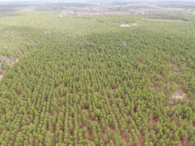 80± acre timber tract in the heart of northern Adams County - image 19