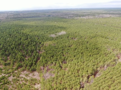 80± acre timber tract in the heart of northern Adams County - image 8