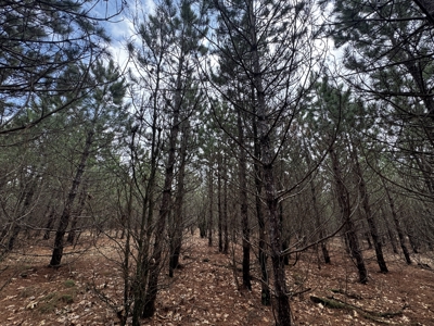 80± acre timber tract in the heart of northern Adams County - image 12