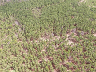 80± acre timber tract in the heart of northern Adams County - image 7