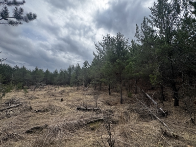 80± acre timber tract in the heart of northern Adams County - image 16