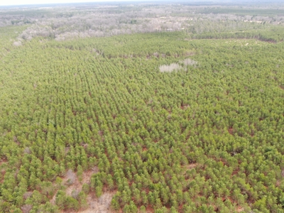 80± acre timber tract in the heart of northern Adams County - image 22
