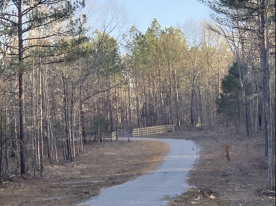 Land for Sale in Lewis County, Tennessee - image 8