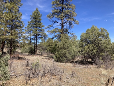 Beautiful 7.7 acre parcel near Chama New Mexico - image 23