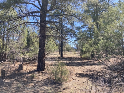 Beautiful 7.7 acre parcel near Chama New Mexico - image 4