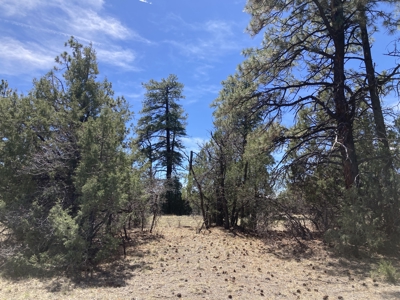 Beautiful 7.7 acre parcel near Chama New Mexico - image 32