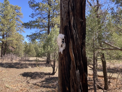 Beautiful 7.7 acre parcel near Chama New Mexico - image 13