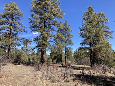 Beautiful 7.7 acre parcel near Chama New Mexico - image 14