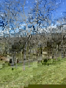 Perfect Country Escape - Dawn, MO! - image 23