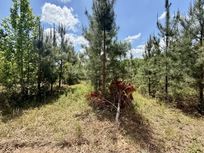 105ac Hunting Land South of Hartford Alabama w/ Hurricane Creek - image 12