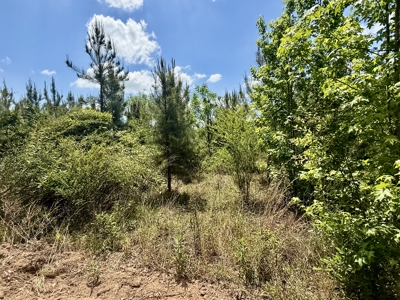 105ac Hunting Land South of Hartford Alabama w/ Hurricane Creek - image 20