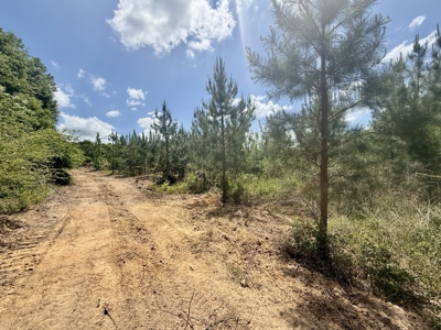 105ac Hunting Land South of Hartford Alabama w/ Hurricane Creek - image 18