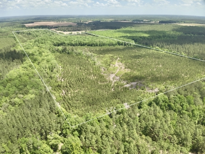 105ac Hunting Land South of Hartford Alabama w/ Hurricane Creek - image 25