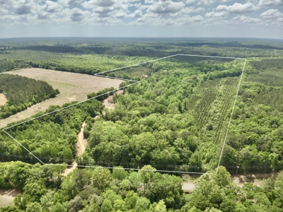 105ac Hunting Land South of Hartford Alabama w/ Hurricane Creek - image 1
