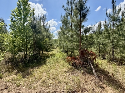 105ac Hunting Land South of Hartford Alabama w/ Hurricane Creek - image 40