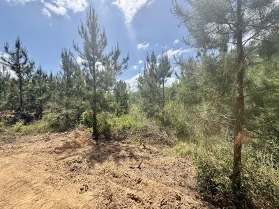 105ac Hunting Land South of Hartford Alabama w/ Hurricane Creek - image 31