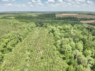 105ac Hunting Land South of Hartford Alabama w/ Hurricane Creek - image 27