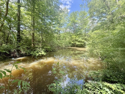 105ac Hunting Land South of Hartford Alabama w/ Hurricane Creek - image 2