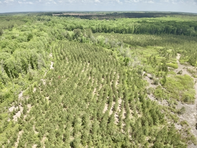 105ac Hunting Land South of Hartford Alabama w/ Hurricane Creek - image 26