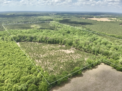 105ac Hunting Land South of Hartford Alabama w/ Hurricane Creek - image 15