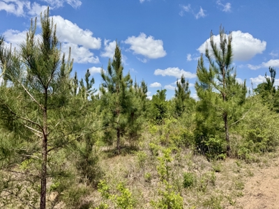 105ac Hunting Land South of Hartford Alabama w/ Hurricane Creek - image 19