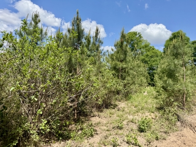 105ac Hunting Land South of Hartford Alabama w/ Hurricane Creek - image 36