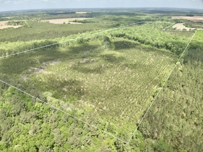 105ac Hunting Land South of Hartford Alabama w/ Hurricane Creek - image 28