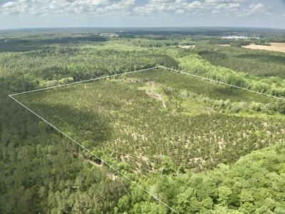 105ac Hunting Land South of Hartford Alabama w/ Hurricane Creek - image 14