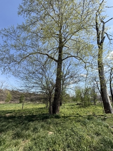 White River Lot near Batesville Arkansas in a Rural Setting - image 10