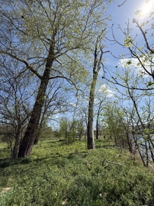 White River Lot near Batesville Arkansas in a Rural Setting - image 11