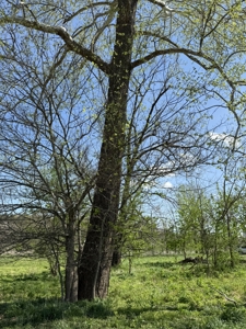 White River Lot near Batesville Arkansas in a Rural Setting - image 9