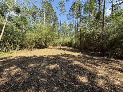 3.5 Acre Homesite in Geneva County Alabama - image 2