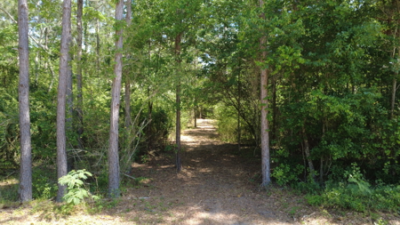 3.5 Acre Homesite in Geneva County Alabama - image 7