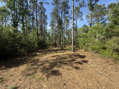 8.28 Acre Homesite in Geneva County, Alabama. - image 9