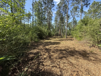 8.28 Acre Homesite in Geneva County, Alabama. - image 14