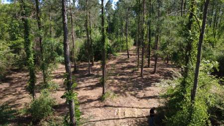 8.28 Acre Homesite in Geneva County, Alabama. - image 4