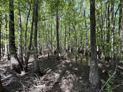 8.28 Acre Homesite in Geneva County, Alabama. - image 16