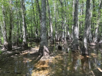 8.28 Acre Homesite in Geneva County, Alabama. - image 15