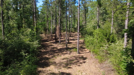 8.28 Acre Homesite in Geneva County, Alabama. - image 5